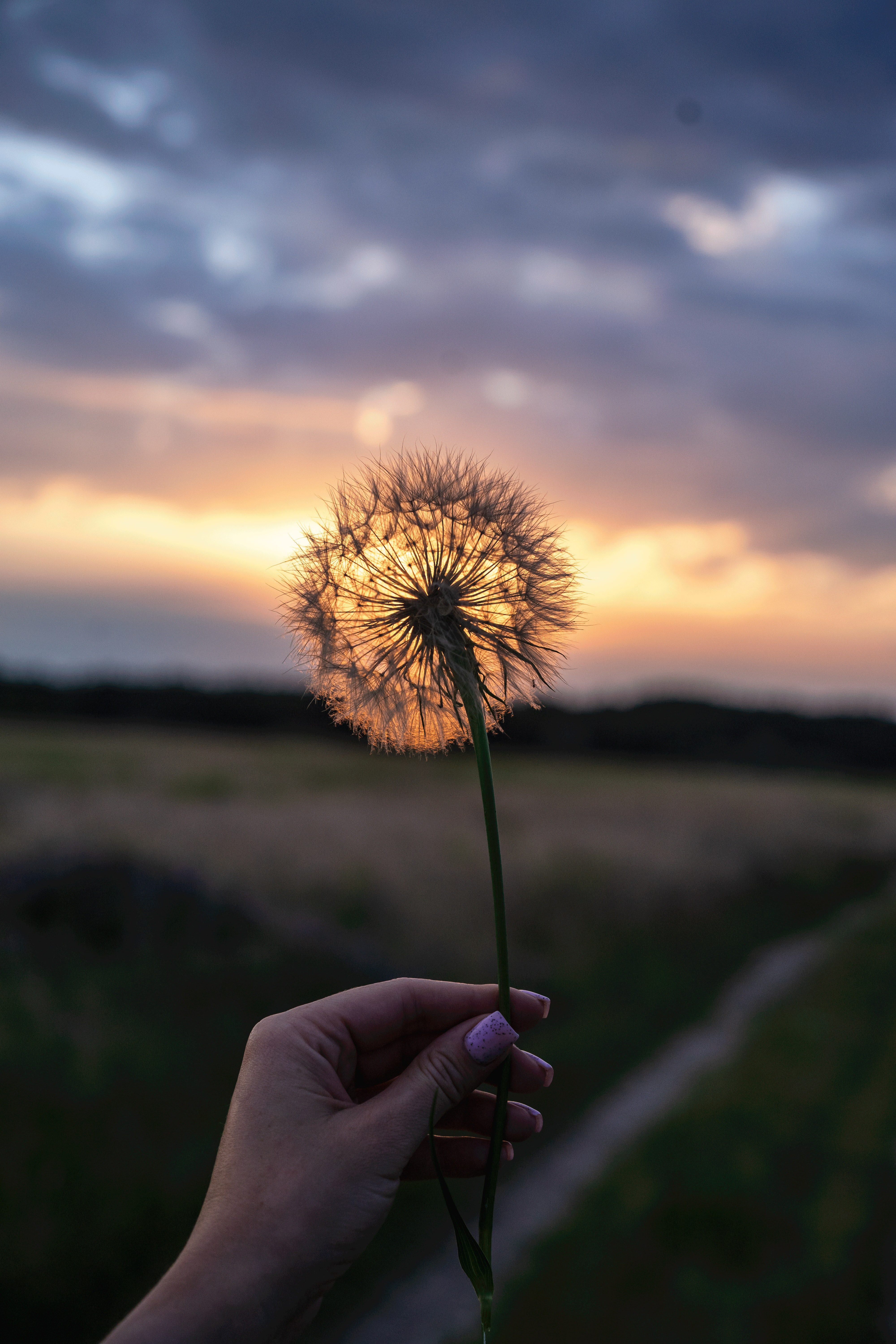 Dandelions